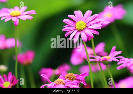 Nahaufnahme einer hübschen rosa Brachyscome-Multifida-Blume in einem Blumenbett, selektiver Fokus, grün verschwommener Hintergrund Stockfoto