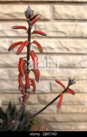 Pflanzenblume, ein Kaktus, Aloe variegata, Gonialoe variegata, gebräuchlicher Name Tiger Aloe Stockfoto