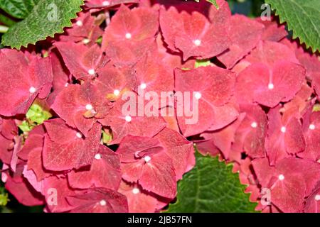 Rote rosa Hortensia Blumen im Garten, Nahaufnahme. Viele rote Hydrangea macrophylla Blossoms, Nahaufnahme Stockfoto