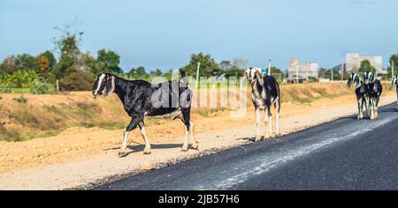 BANNER schöne Sommerlandschaft. Anmutige schwarze weiße Ziegen glänzende Mäntel laufen Vorort Asphaltstraße in der Nähe von grünen Bäumen Gras blauen Himmel. Nette Farm Stockfoto