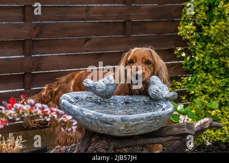 Brauner Cocker Spaniel Hund im Garten - selektiver Fokus Stockfoto