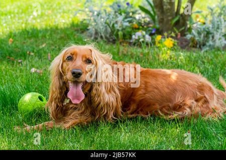 Brauner Cocker Spaniel Hund im Garten - selektiver Fokus Stockfoto