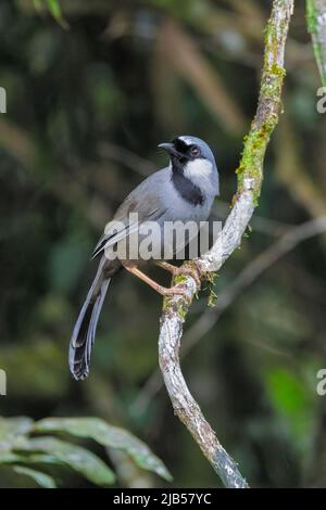 Schwarzkehlige Lachdrossel, Pterorhinus chinensis Vögel auf dem Baum im Naturwald Stockfoto