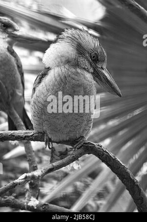 Lachender Hans in Schwarz und Weiß. Auf einem Ast. Schönes buntes Gefieder des australischen Vogels. Interessante Beobachtung des Tieres. Tierfotos Stockfoto