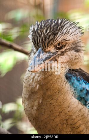 Lachender hans auf einem Zweig. Schönes buntes Gefieder des australischen Vogels. Interessante Beobachtung des Tieres. Tieraufnahmen in deutschland Stockfoto