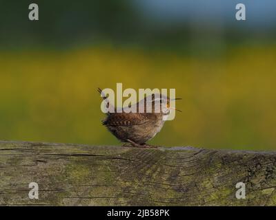 Wren singen durch die Brutzeit und sprechen ihre Territorien aus. Stockfoto