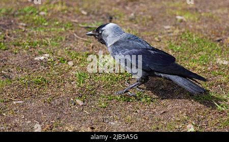 Dohle auf der Suche nach Nahrung auf dem Rasen Stockfoto