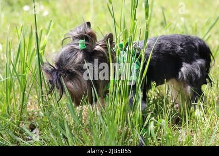 Yorkie und seine Liebe zur Traumwiese Stockfoto