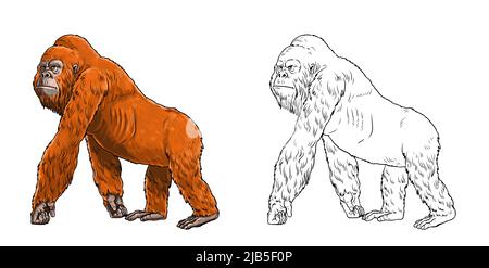 Prähistorische Primaten gigantopithecus. Riesiger Orang-Utan. Vorfahren der Menschen zum ausmalen. Stockfoto