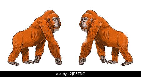 Prähistorische Primaten gigantopithecus. Riesiger Orang-Utan. Vorfahren der Menschen zum ausmalen. Stockfoto