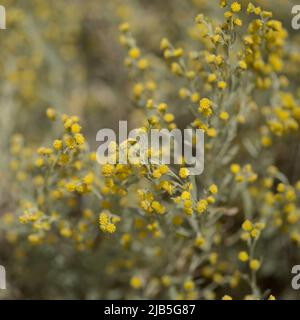 Flora von Gran Canaria - Artemisia thuscula, aufgrund seiner hocharomatischen Eigenschaften lokal als Weihrauch bezeichnet, natürlicher makrorlümiger Hintergrund Stockfoto
