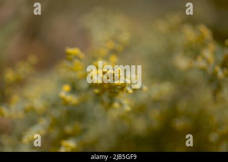 Flora von Gran Canaria - Artemisia thuscula, aufgrund seiner hocharomatischen Eigenschaften lokal als Weihrauch bezeichnet, natürlicher makrorlümiger Hintergrund Stockfoto