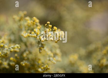 Flora von Gran Canaria - Artemisia thuscula, aufgrund seiner hocharomatischen Eigenschaften lokal als Weihrauch bezeichnet, natürlicher makrorlümiger Hintergrund Stockfoto