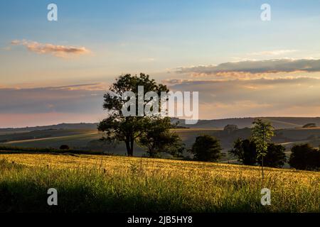 Ein idyllischer Blick über die South Downs an einem sonnigen Sommerabend Stockfoto