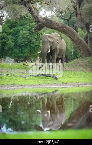 Elefanten fressen Gras am Pool im Mana Pools NP, nach Regen Stockfoto