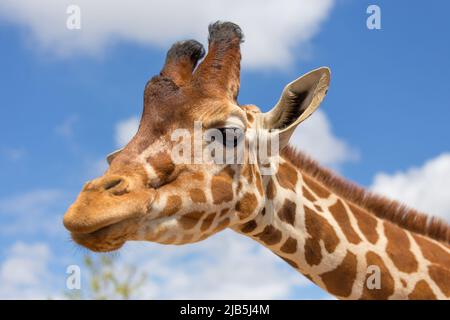 Schuss von Giraffe Kopf hautnah Stockfoto