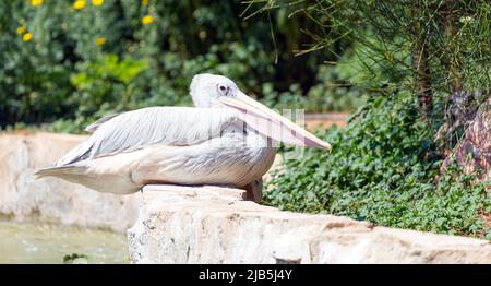 Rosafarbener Pelikan (Pelecanus rufescens) Stockfoto