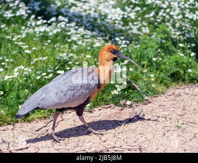 Schwarzgesichtige Ibisse (Theristicus melanopis), südamerikanischer Vogel Stockfoto