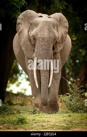 Elefanten fressen Gras im Mana Pools NP, nach Regen Stockfoto