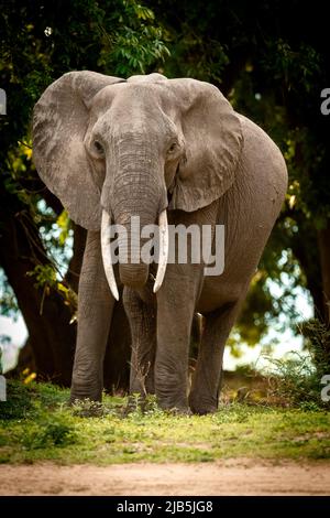 Elefanten fressen Gras im Mana Pools NP, nach Regen Stockfoto