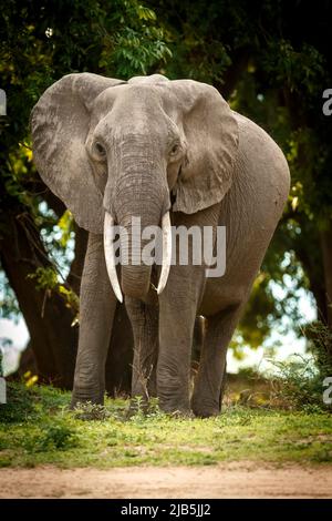 Elefanten fressen Gras im Mana Pools NP, nach Regen Stockfoto