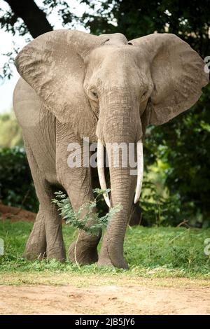 Elefanten fressen Gras im Mana Pools NP, nach Regen Stockfoto