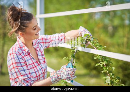 Frau kümmert sich um die Pflanzen im Garten Stockfoto