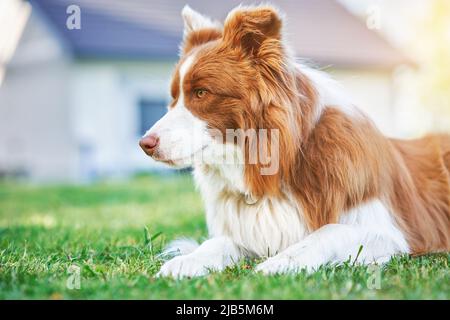 Bild von Schokolade braun weiß Grenze Collie Hund Stockfoto