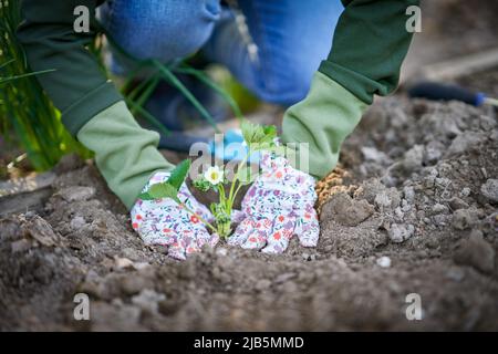 Junge Frau im Garten arbeitet an Erdbeere abgelegt Stockfoto