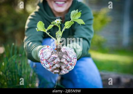 Junge Frau im Garten arbeitet an Erdbeere abgelegt Stockfoto