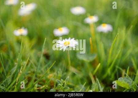 Daisy Blumen und Gras in der Ecke Anordnung auf Grün verschwommenen Hintergrund Stockfoto