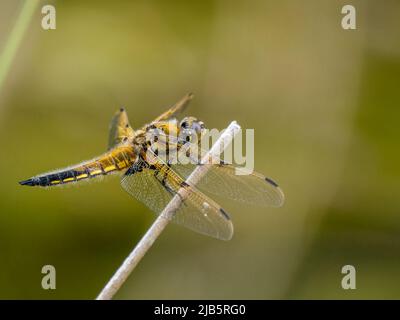 Männliche vierfleckige Verfolgerdragonfly im späten Frühjahr in Mitte Wales Stockfoto