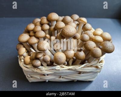 Frische beigefarbene Shimeji-Pilze in einem Weidenkorb auf dunklem Grund. Frische Pilze Superfood Trend. Stockfoto