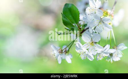 Blühende Zweige eines Obstbaums auf natürlichem Hintergrund. Stockfoto