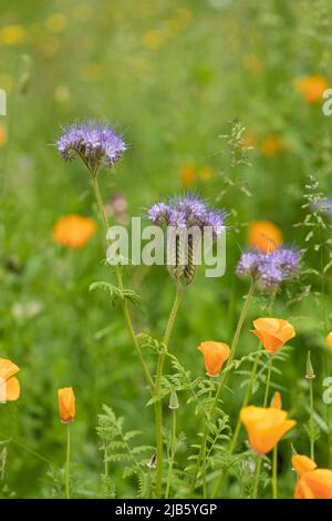 Nahaufnahme von Phacelia Grüner Dünger, der unter Orangenmohn in einem Wildblumengarten in Großbritannien blüht Stockfoto