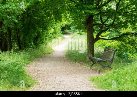 Italien, Lombardei, Crema, Parco del Serio, Holzparkbank Stockfoto