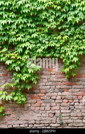 Parthenocissus tricuspidata auf einer alten Ziegelmauer Stockfoto