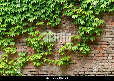 Parthenocissus tricuspidata auf einer alten Ziegelmauer Stockfoto