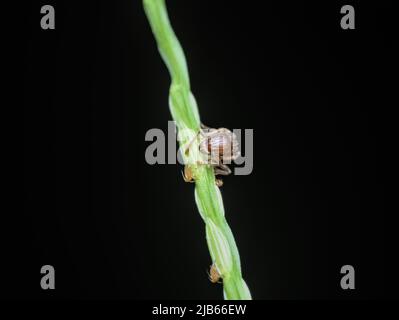 Kleine rote Ameise auf Gras mit Blattlibsen Stockfoto