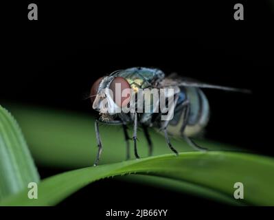 Closeup gemeinsame grüne Flasche fliegen auf dem Gras Stockfoto