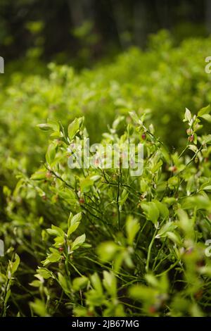 Heidelbeeren Pflanzen im Sonnenlicht am Wald Stockfoto