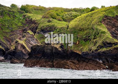 Küstenklippen und Wasserfall an der Hele Bay in der Nähe von Ilfracombe, Devon, Großbritannien. Stockfoto