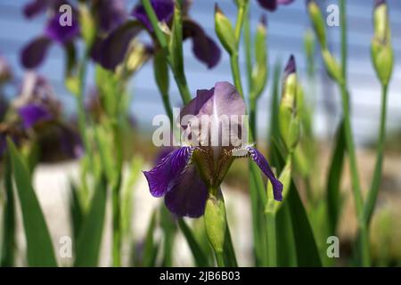 Blühende Iris in einem Garten Stockfoto
