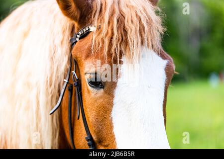 Pferdekopf aus nächster Nähe vor dem Hintergrund von grünem Gras und Bäumen Stockfoto