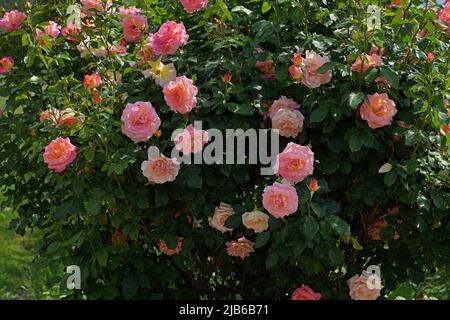 Blühende Rosen in einem Garten Stockfoto