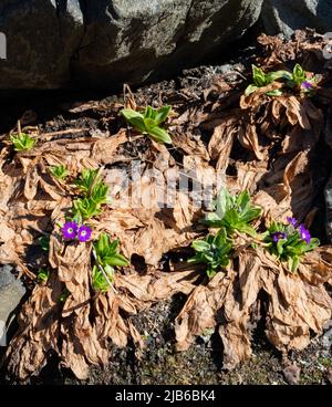 Primula auriculata im Arktischen Universitätsmuseum von Norwegen in Tromsø. Stockfoto