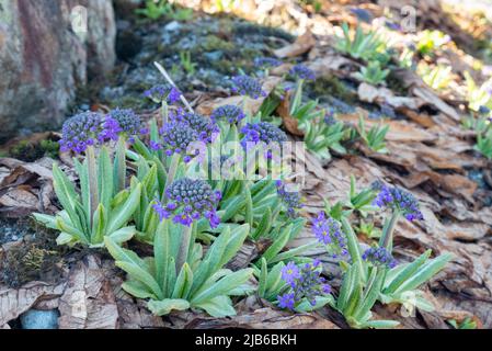 Primula denticulata im Arktischen Universitätsmuseum von Norwegen in Tromsø. Stockfoto