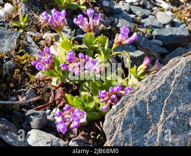 Primula daonensis im Arktischen Universitätsmuseum von Norwegen in Tromsø. Stockfoto