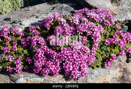 Saxifraga retusa ssp augustana im Arktischen Universitätsmuseum von Norwegen in Tromsø. Stockfoto