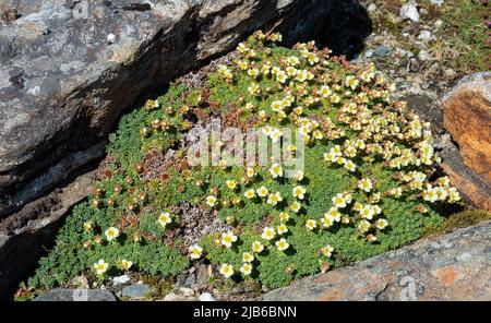 Saxifraga iranica im Arctic University Museum of Norway in Tromsø. Stockfoto